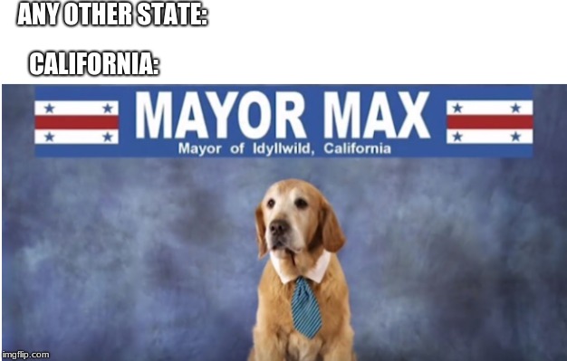 ANY OTHER STATE:; CALIFORNIA: | image tagged in dogs | made w/ Imgflip meme maker