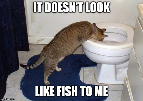 IT DOESN'T LOOK LIKE FISH TO ME | made w/ Imgflip meme maker