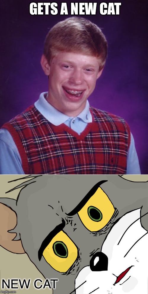 It’s the only thing that can end the Unsettled Tom craze, I guess we’re about to find out if a cat really does have 9 lives. |  GETS A NEW CAT; NEW CAT | image tagged in memes,bad luck brian,grumpy cat not amused,or is it,unsettled tom,why not both | made w/ Imgflip meme maker