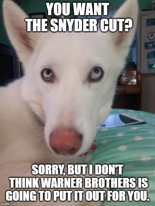 YOU WANT THE SNYDER CUT? SORRY, BUT I DON'T THINK WARNER BROTHERS IS GOING TO PUT IT OUT FOR YOU. | image tagged in sasha the husky | made w/ Imgflip meme maker
