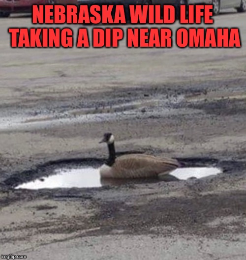 NEBRASKA WILD LIFE TAKING A DIP NEAR OMAHA | image tagged in nebraska wild life | made w/ Imgflip meme maker