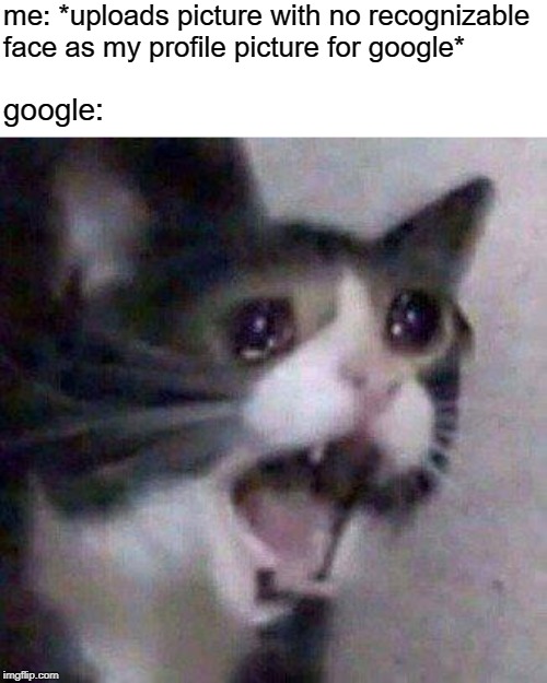 Yamero Cat |  me: *uploads picture with no recognizable face as my profile picture for google*; google: | image tagged in crying cat,screaming cat,google,profile picture,yamero cat | made w/ Imgflip meme maker