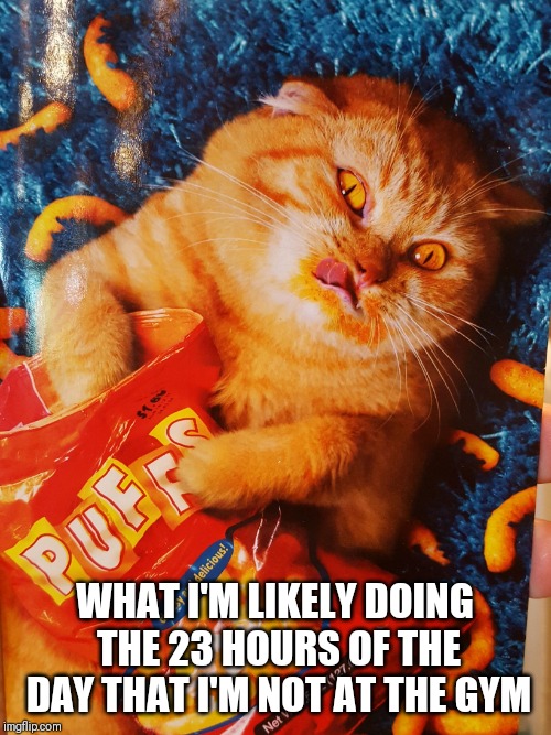 Cat eating Cheetos | WHAT I'M LIKELY DOING THE 23 HOURS OF THE DAY THAT I'M NOT AT THE GYM | image tagged in cat eating cheetos | made w/ Imgflip meme maker