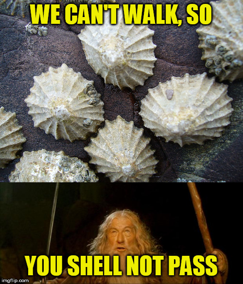WE CAN'T WALK, SO YOU SHELL NOT PASS | image tagged in gandalf you shall not pass | made w/ Imgflip meme maker