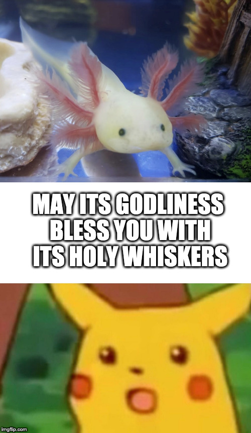 MAY ITS GODLINESS BLESS YOU WITH ITS HOLY WHISKERS | image tagged in memes,surprised pikachu | made w/ Imgflip meme maker