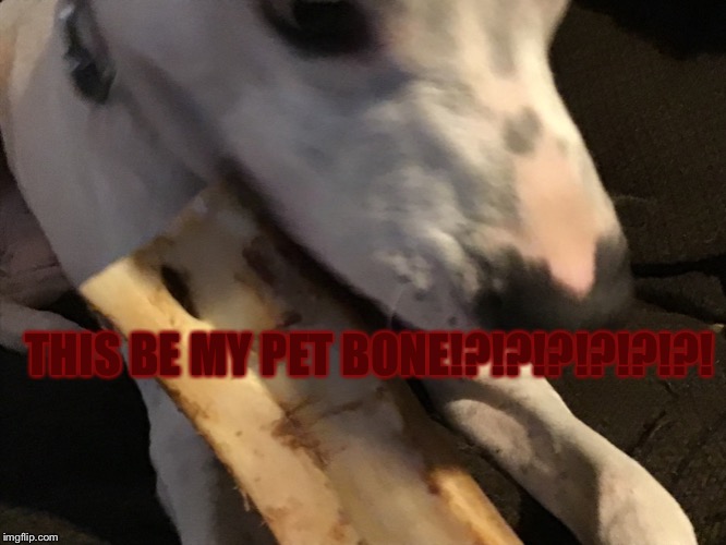 I make to many of my dog memes.......HELP | THIS BE MY PET BONE!?!?!?!?!?!?! | image tagged in dog,memes | made w/ Imgflip meme maker