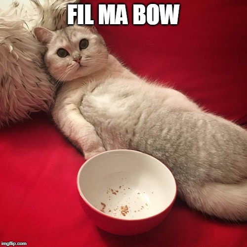 FEED ME | FIL MA BOW | image tagged in fat cat,cats,funy | made w/ Imgflip meme maker