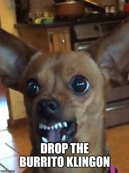 Trump Chiuahua | DROP THE BURRITO KLINGON | image tagged in trump chiuahua | made w/ Imgflip meme maker