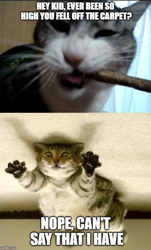 Hey kid, ever been so high | HEY KID, EVER BEEN SO HIGH YOU FELL OFF THE CARPET? NOPE, CAN'T SAY THAT I HAVE | image tagged in high cat,smoking cat,cat,upside down | made w/ Imgflip meme maker
