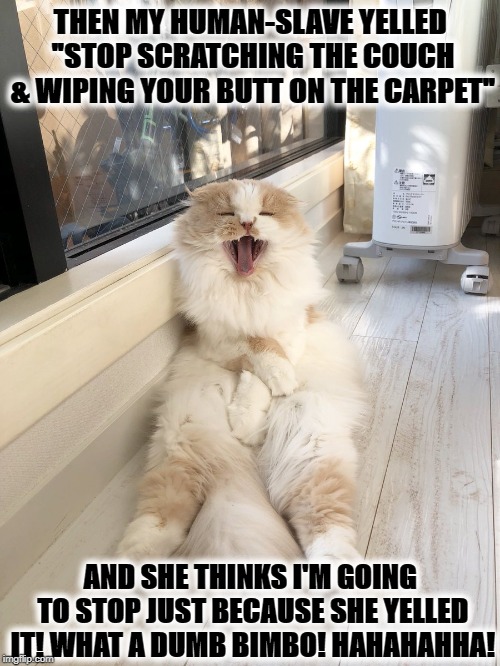 THEN MY HUMAN-SLAVE YELLED "STOP SCRATCHING THE COUCH & WIPING YOUR BUTT ON THE CARPET"; AND SHE THINKS I'M GOING TO STOP JUST BECAUSE SHE YELLED IT! WHAT A DUMB BIMBO! HAHAHAHHA! | image tagged in laughing prick | made w/ Imgflip meme maker