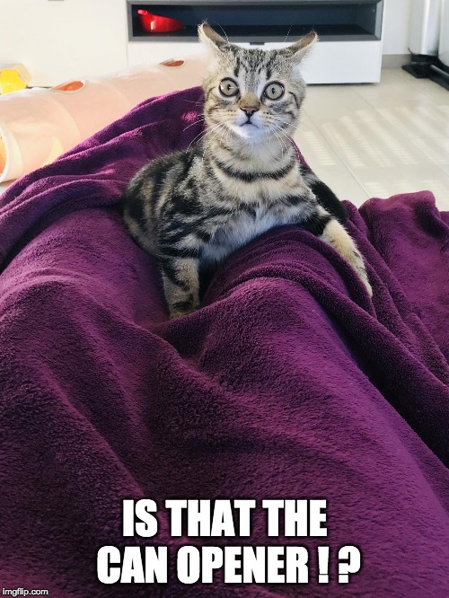 good ears! | IS THAT THE CAN OPENER ! ? | image tagged in cat,surprised | made w/ Imgflip meme maker