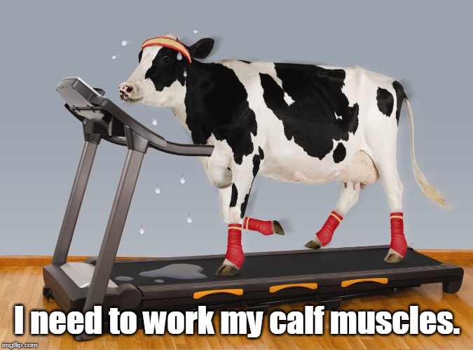 Cow Exercising | I need to work my calf muscles. | image tagged in cow exercising,memes | made w/ Imgflip meme maker