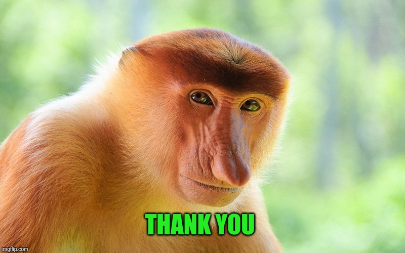 nosacz monkey | THANK YOU | image tagged in nosacz monkey | made w/ Imgflip meme maker