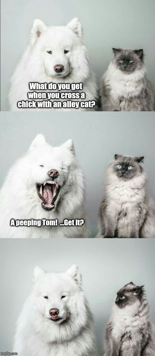 bad joke dog cat | What do you get when you cross a chick with an alley cat? A peeping Tom! 
...Get it? | image tagged in bad joke dog cat | made w/ Imgflip meme maker