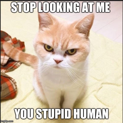 STOP LOOKING AT ME; YOU STUPID HUMAN | image tagged in funny | made w/ Imgflip meme maker