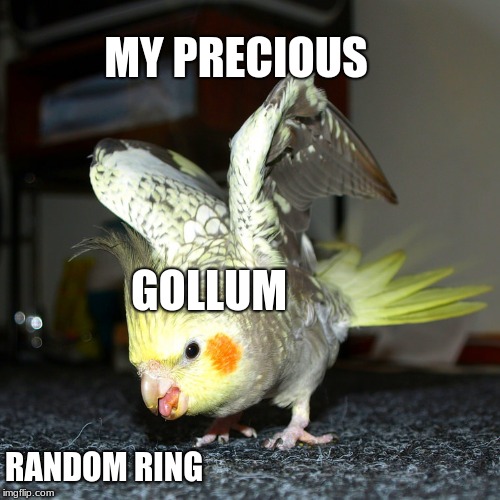 angertiel = angry cockatiel | MY PRECIOUS; GOLLUM; RANDOM RING | image tagged in angertiel  angry cockatiel | made w/ Imgflip meme maker