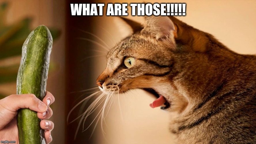 WHAT ARE THOSE!!!!! | image tagged in fun,wow,cat | made w/ Imgflip meme maker