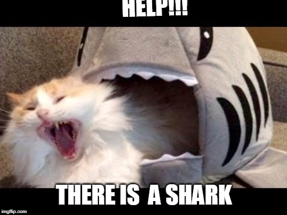 HELP!!! THERE IS  A SHARK | image tagged in cats | made w/ Imgflip meme maker