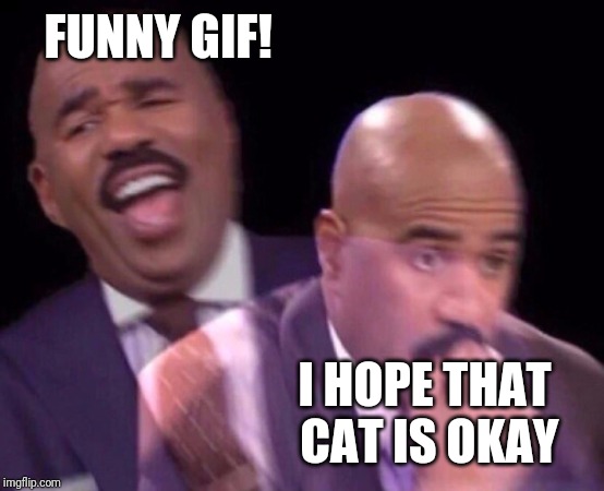 Steve Harvey Laughing Serious | FUNNY GIF! I HOPE THAT CAT IS OKAY | image tagged in steve harvey laughing serious | made w/ Imgflip meme maker