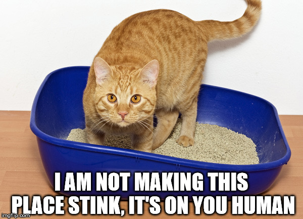 Stinky cat | I AM NOT MAKING THIS PLACE STINK, IT'S ON YOU HUMAN | image tagged in litterbox,cats | made w/ Imgflip meme maker