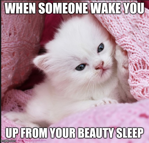 WHEN SOMEONE WAKE YOU; UP FROM YOUR BEAUTY SLEEP | image tagged in cute cat | made w/ Imgflip meme maker