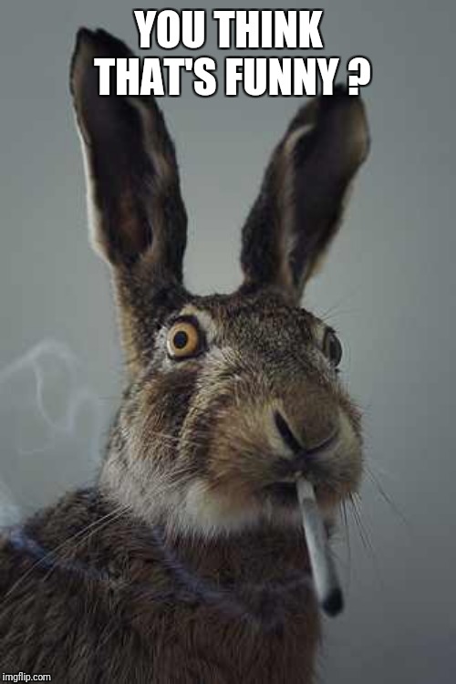 Rabbit smoking  | YOU THINK THAT'S FUNNY ? | image tagged in rabbit smoking | made w/ Imgflip meme maker