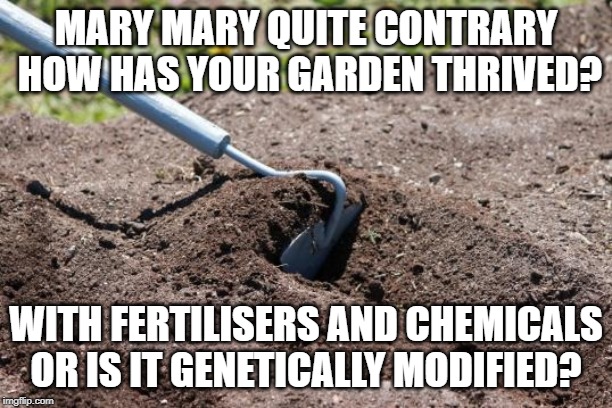 garden hoe | MARY MARY QUITE CONTRARY HOW HAS YOUR GARDEN THRIVED? WITH FERTILISERS AND CHEMICALS OR IS IT GENETICALLY MODIFIED? | image tagged in garden hoe | made w/ Imgflip meme maker