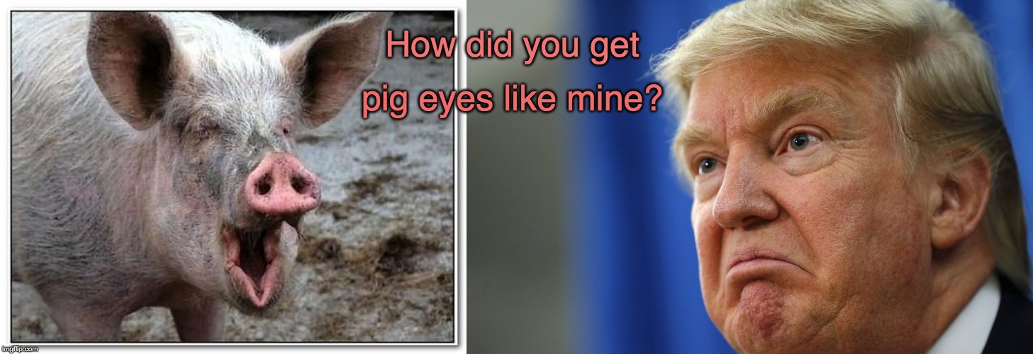 Trump loves to talk about everyone else's looks. Try looking in the mirror. | How did you get; pig eyes like mine? | image tagged in angry trump,trump pig eyes,donald trump,trump ugly,trump mean meme,nasty trump | made w/ Imgflip meme maker