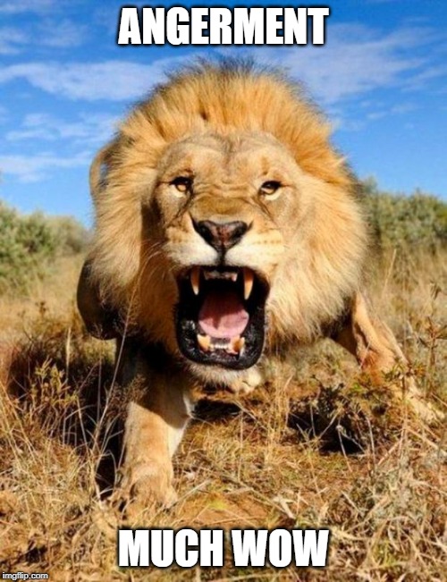 lion | ANGERMENT; MUCH WOW | image tagged in lion | made w/ Imgflip meme maker