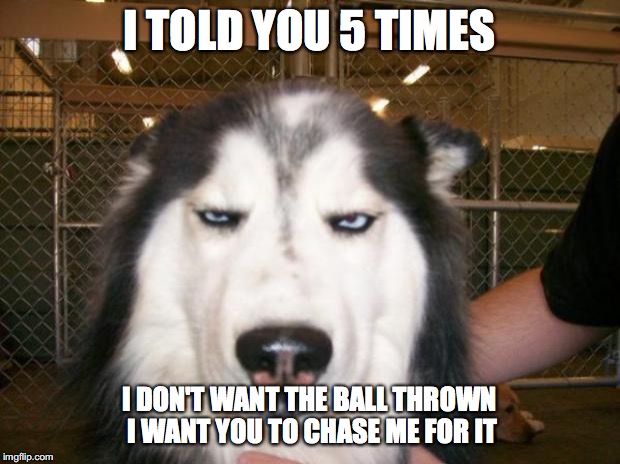 Annoyed Dog | I TOLD YOU 5 TIMES; I DON'T WANT THE BALL THROWN I WANT YOU TO CHASE ME FOR IT | image tagged in annoyed dog | made w/ Imgflip meme maker