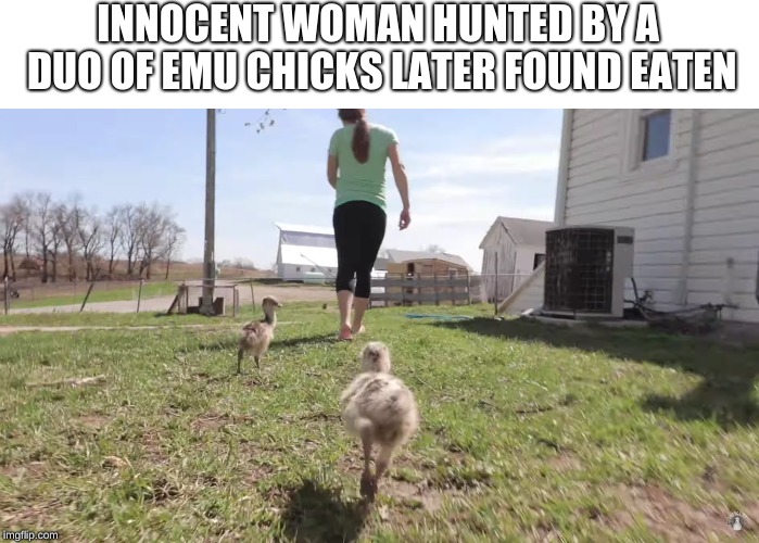 INNOCENT WOMAN HUNTED BY A DUO OF EMU CHICKS
LATER FOUND EATEN | image tagged in horror | made w/ Imgflip meme maker