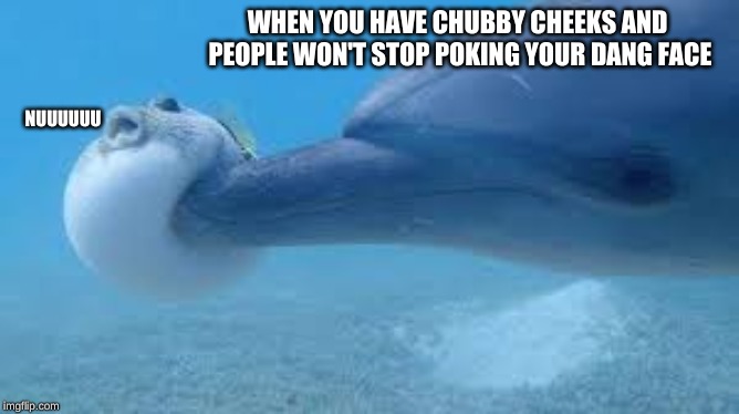 Dolphin Boops Pufferfish | WHEN YOU HAVE CHUBBY CHEEKS AND PEOPLE WON'T STOP POKING YOUR DANG FACE; NUUUUUU | image tagged in dolphin boops pufferfish | made w/ Imgflip meme maker