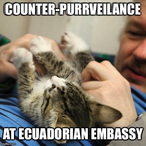 Julianna’s Cat | COUNTER-PURRVEILANCE; AT ECUADORIAN EMBASSY | image tagged in memes,julian assange,ecuador,embassy,julian will probably become julianna | made w/ Imgflip meme maker