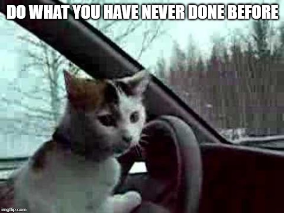 DO WHAT YOU HAVE NEVER DONE BEFORE | image tagged in cats | made w/ Imgflip meme maker