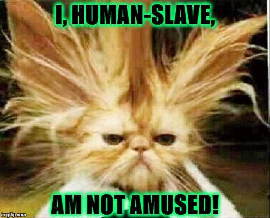I, HUMAN-SLAVE, AM NOT AMUSED! | image tagged in not amused | made w/ Imgflip meme maker