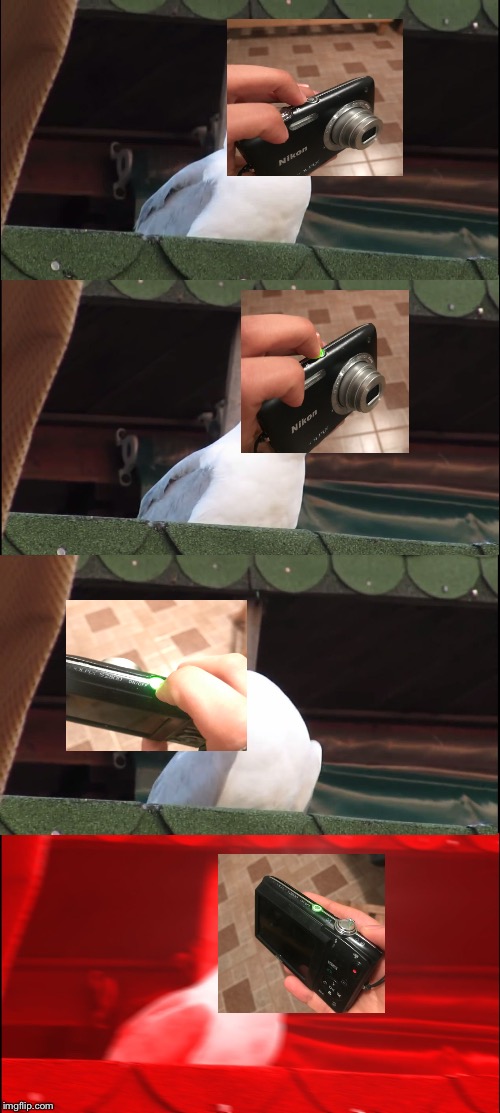 This Nikon Camera | image tagged in memes,inhaling seagull,glitch,anger | made w/ Imgflip meme maker