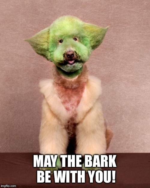 Yodapoodle | MAY THE BARK BE WITH YOU! | image tagged in dogs,star wars,yoda | made w/ Imgflip meme maker