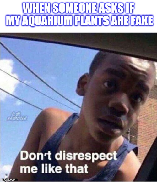 Don't disrespect me like that | WHEN SOMEONE ASKS IF MY AQUARIUM PLANTS ARE FAKE | image tagged in don't disrespect me like that | made w/ Imgflip meme maker