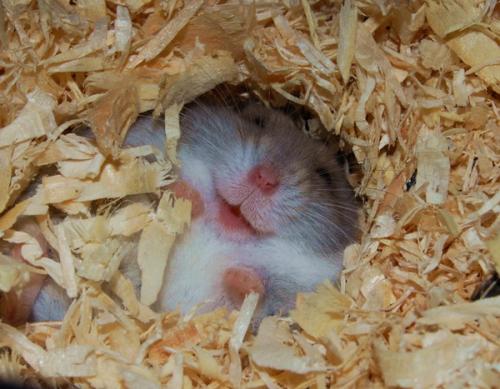 image tagged in animals,cute