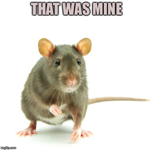 Its a Rat! | THAT WAS MINE | image tagged in its a rat | made w/ Imgflip meme maker