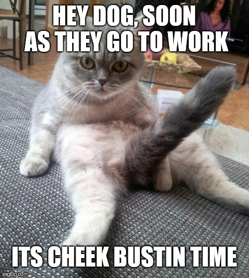 Sexy Cat Meme | HEY DOG, SOON AS THEY GO TO WORK; ITS CHEEK BUSTIN TIME | image tagged in memes,sexy cat | made w/ Imgflip meme maker