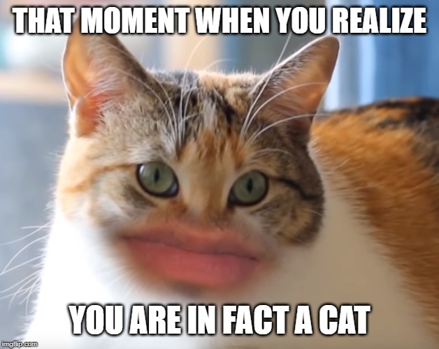 markiplier cat | THAT MOMENT WHEN YOU REALIZE; YOU ARE IN FACT A CAT | image tagged in markiplier,memes,cats | made w/ Imgflip meme maker