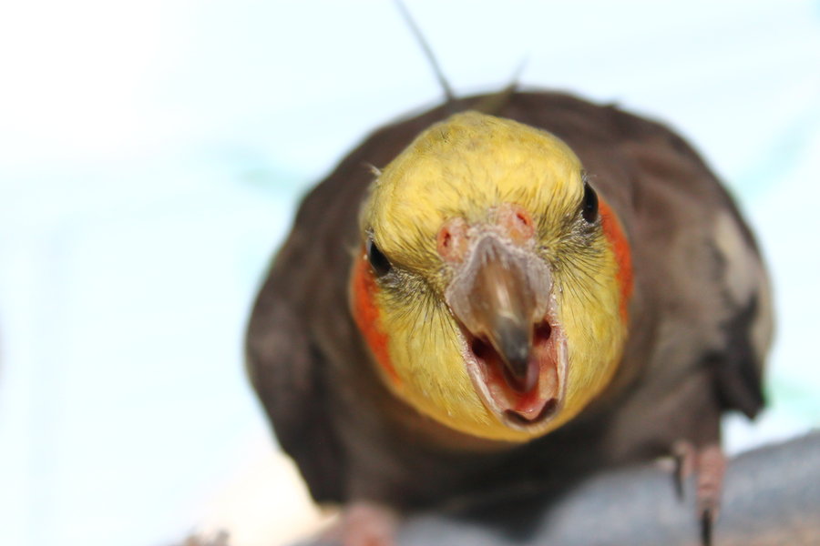 High Quality Screm Birb Blank Meme Template