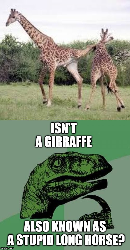 *Stupid long necked horse* |  ISN'T A GIRRAFFE; ALSO KNOWN AS A STUPID LONG HORSE? | image tagged in memes,philosoraptor,giraffe,stupid | made w/ Imgflip meme maker