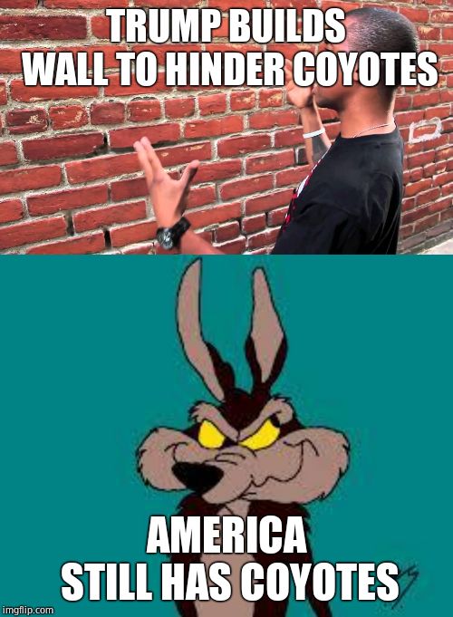 TRUMP BUILDS WALL TO HINDER COYOTES AMERICA STILL HAS COYOTES | image tagged in wiley c coyote idea,talking to wall | made w/ Imgflip meme maker