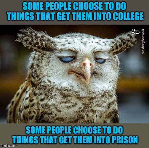 Unwise Owl | SOME PEOPLE CHOOSE TO DO THINGS THAT GET THEM INTO COLLEGE SOME PEOPLE CHOOSE TO DO THINGS THAT GET THEM INTO PRISON | image tagged in unwise owl | made w/ Imgflip meme maker