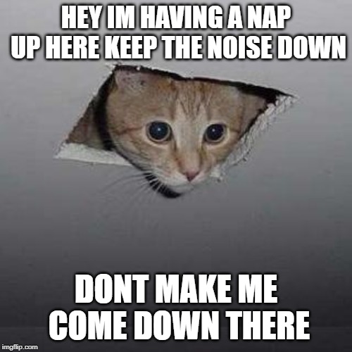 Ceiling Cat | HEY IM HAVING A NAP UP HERE KEEP THE NOISE DOWN; DONT MAKE ME COME DOWN THERE | image tagged in memes,ceiling cat | made w/ Imgflip meme maker