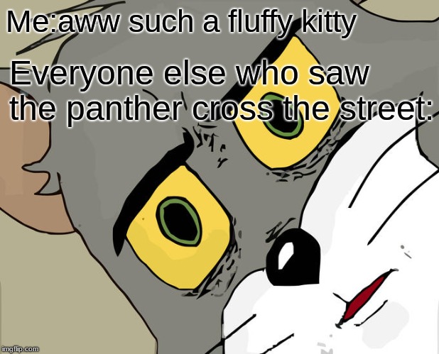 Plot twist | Me:aww such a fluffy kitty; Everyone else who saw the panther cross the street: | image tagged in memes,unsettled tom,staar test,animals | made w/ Imgflip meme maker