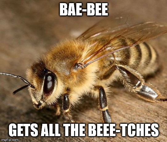 BAE-BEE | BAE-BEE; GETS ALL THE BEEE-TCHES | image tagged in bae,bee,hottie,sexy | made w/ Imgflip meme maker