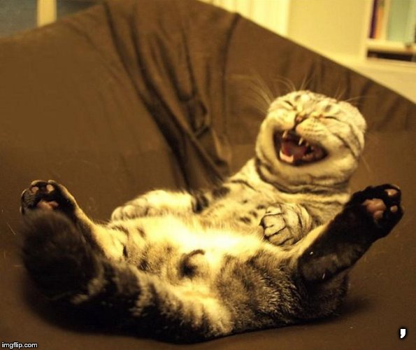 laughing cat | , | image tagged in laughing cat | made w/ Imgflip meme maker